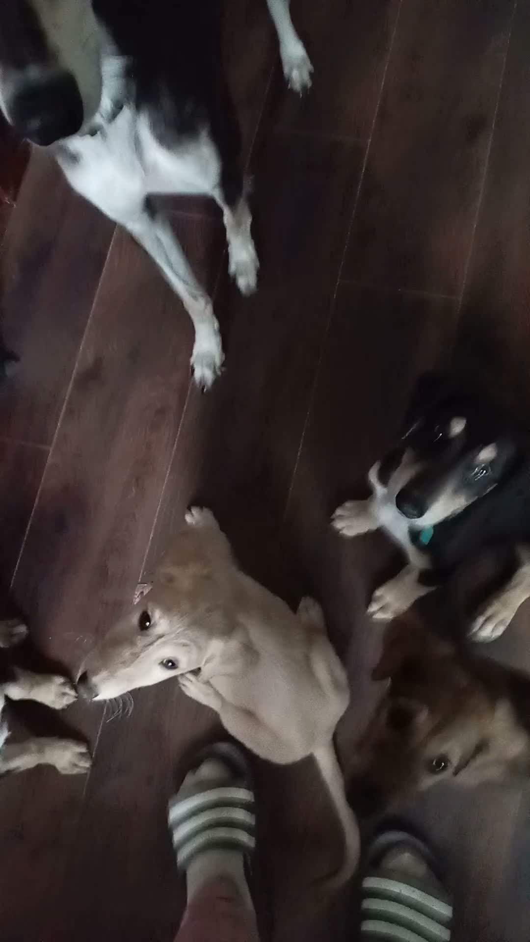 Saluki dogs for sale: Saluki  ** d saluki whippet  - Video 2