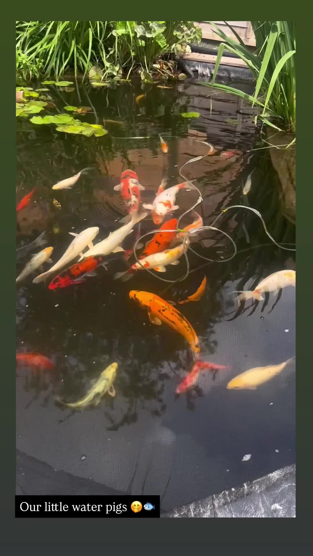 Koi Carp fish for sale: Pond closure  - Video 1