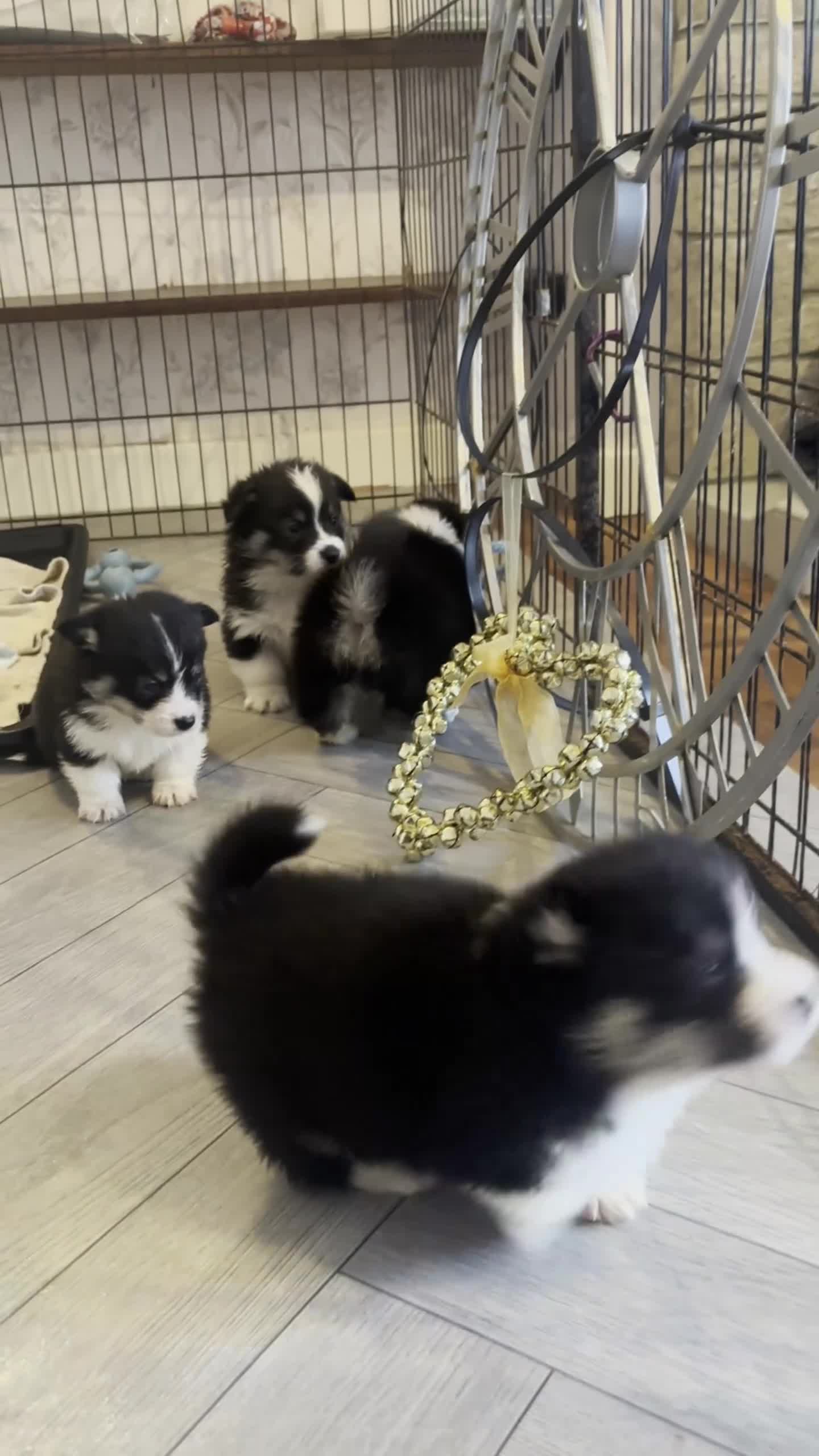 Welsh Corgi Pembroke dogs for sale: Stunning champion breed Tri Corgi Puppies  - Video 1