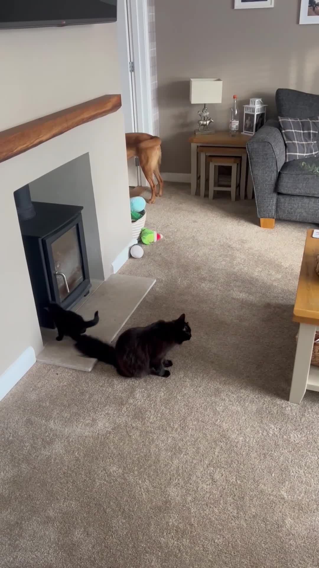Mixed Breed cats for sale: Mix breed kittens - Video 2