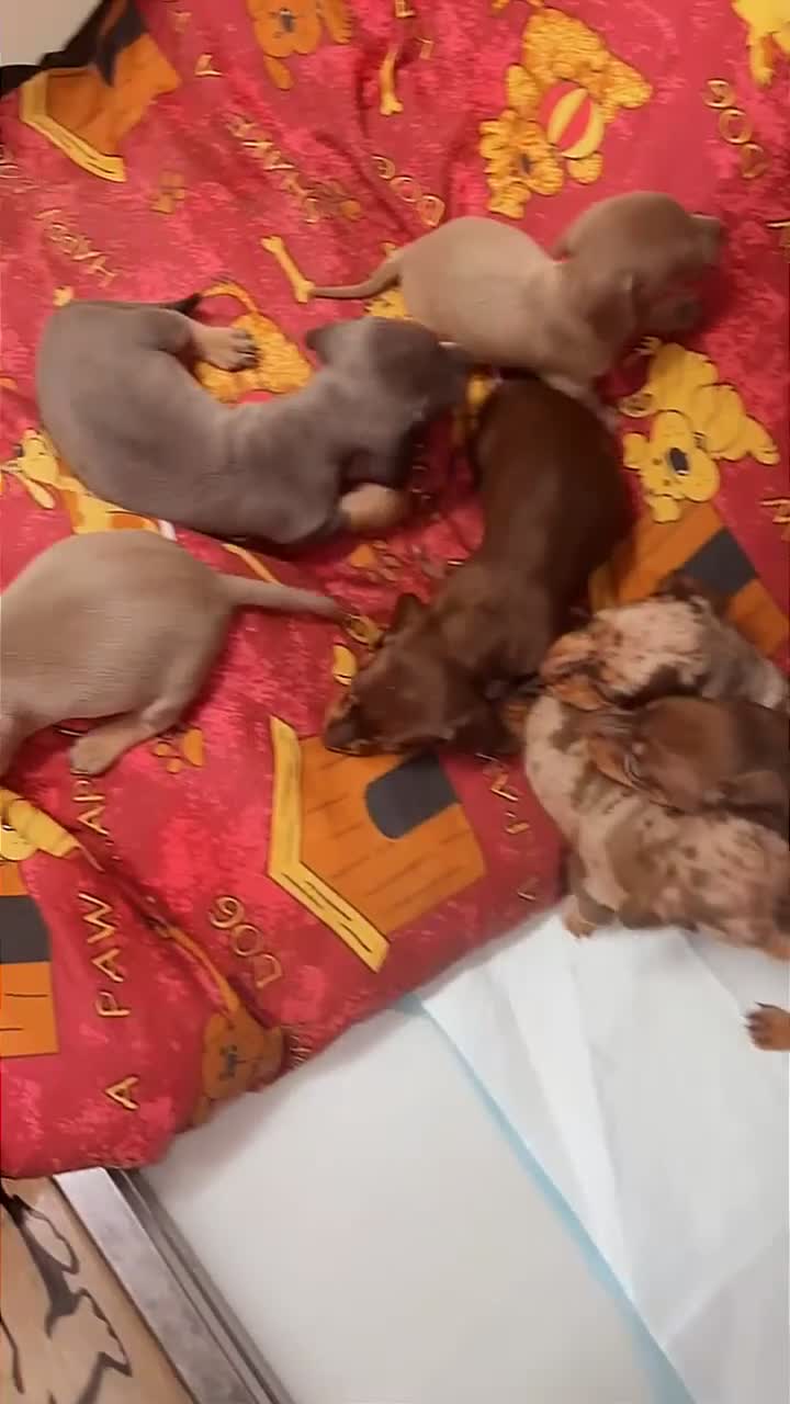 Miniature Dachshund dogs for sale: Beautiful miniature dachshund - Video 2
