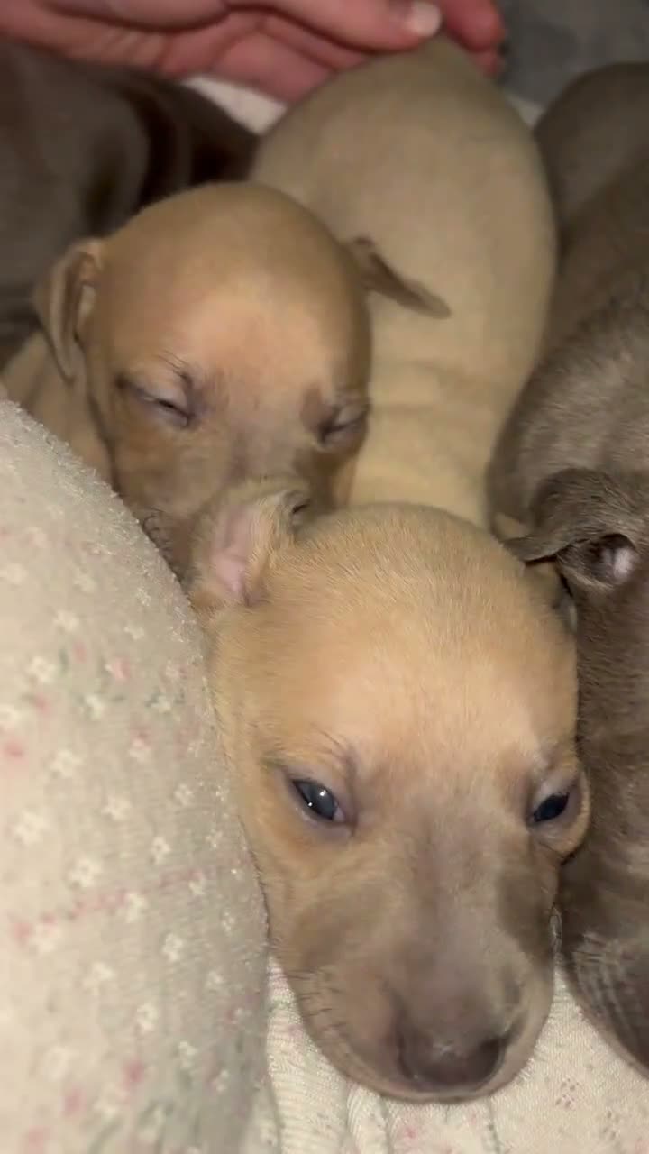 Mixed Breed dogs for sale: Whippet x Italian Greyhound Puppies  - Video 1