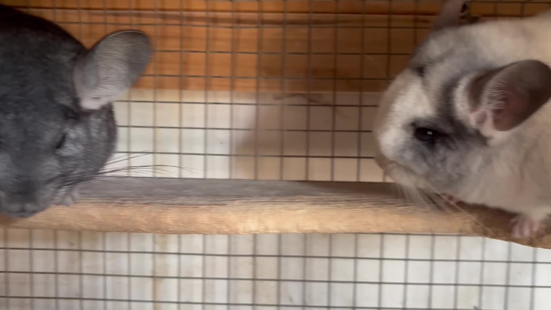 Chinchilla rodents for sale: Pair of chinchillas - Video 1