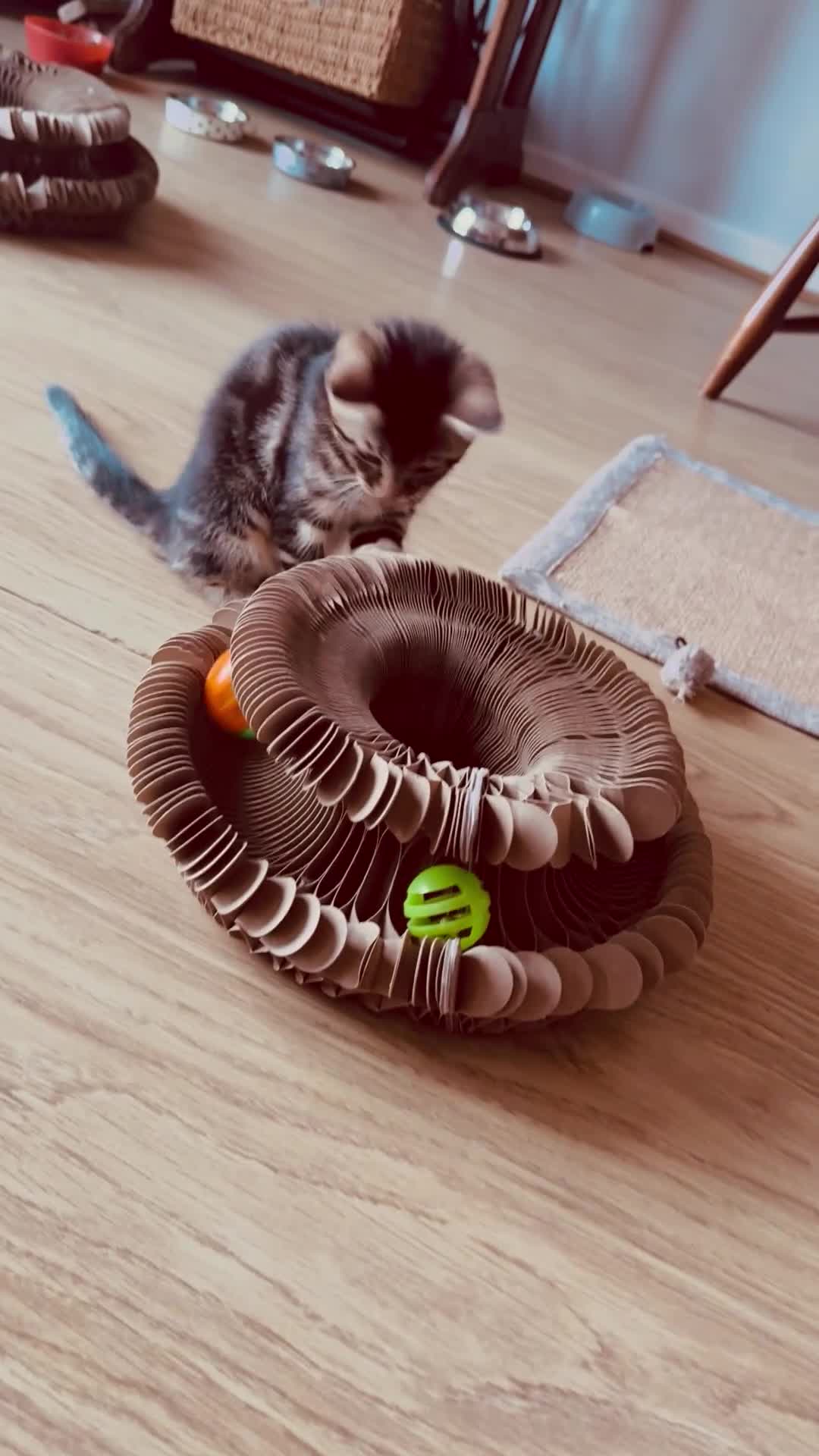 Mixed Breed cats for sale: Gorgeous Tabby Kittens - Video 3