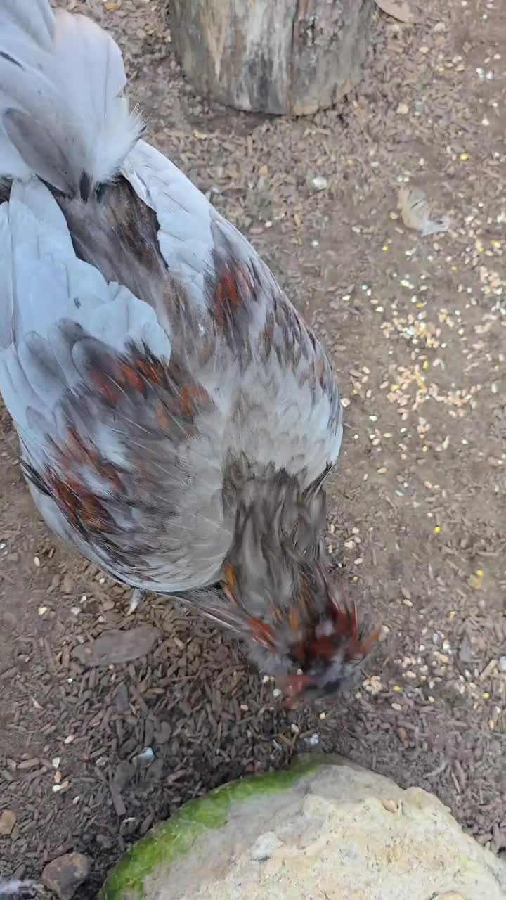 Chickens poultry for sale: Blue & red tailed bearded British Araucana - Video 1