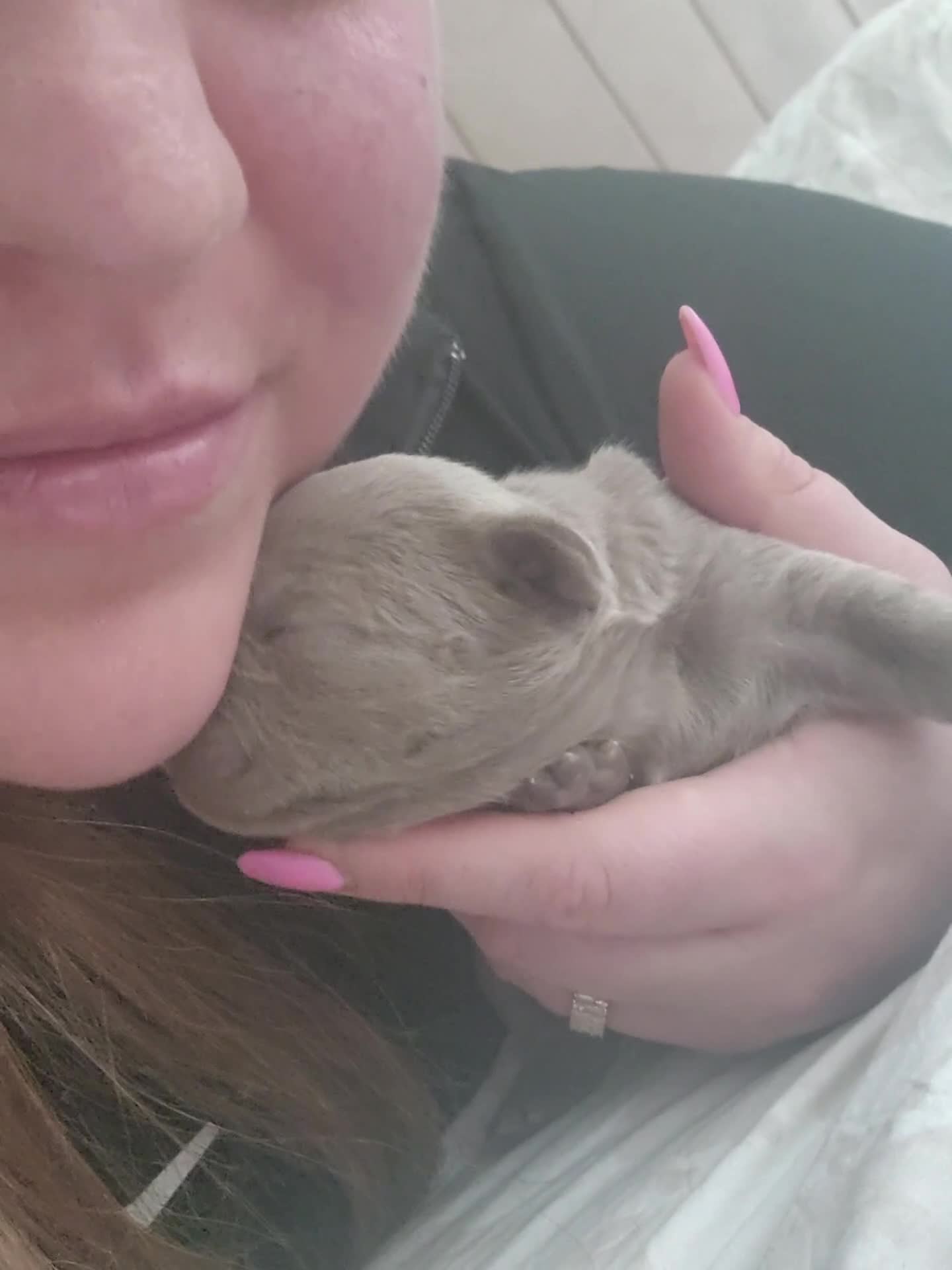 French Bulldog dogs for sale: French Bulldog puppies in Skelmersdale - Video 1