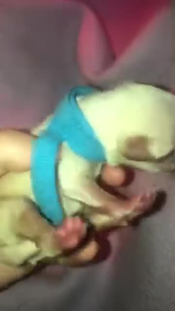 Pomchi dogs for sale: 🐾POMCHI PUPPIES🐾 - Video 3