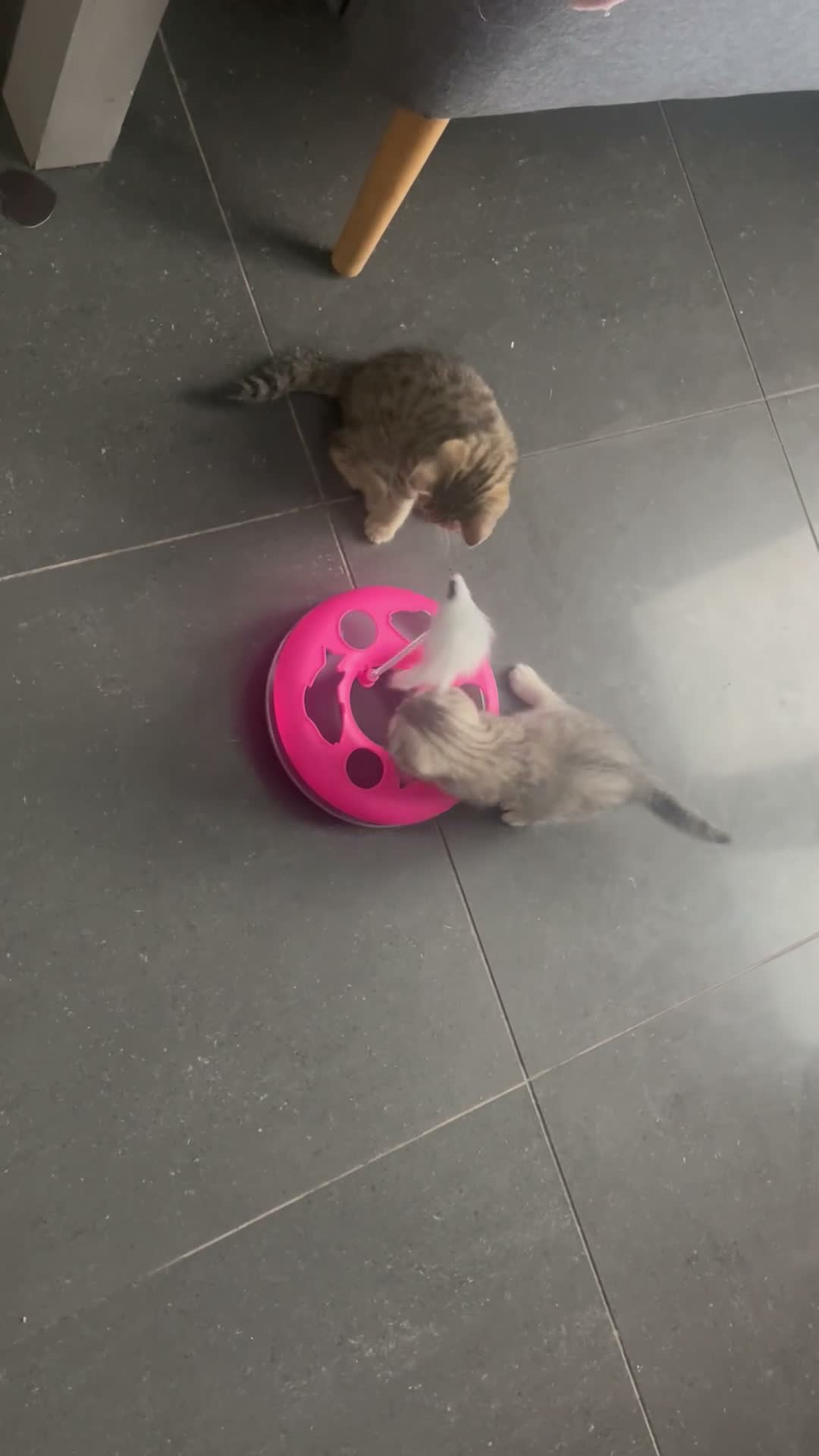 Scottish Fold cats for sale: 2 kittens ready now! ❤️ price reduced❤️ - Video 2
