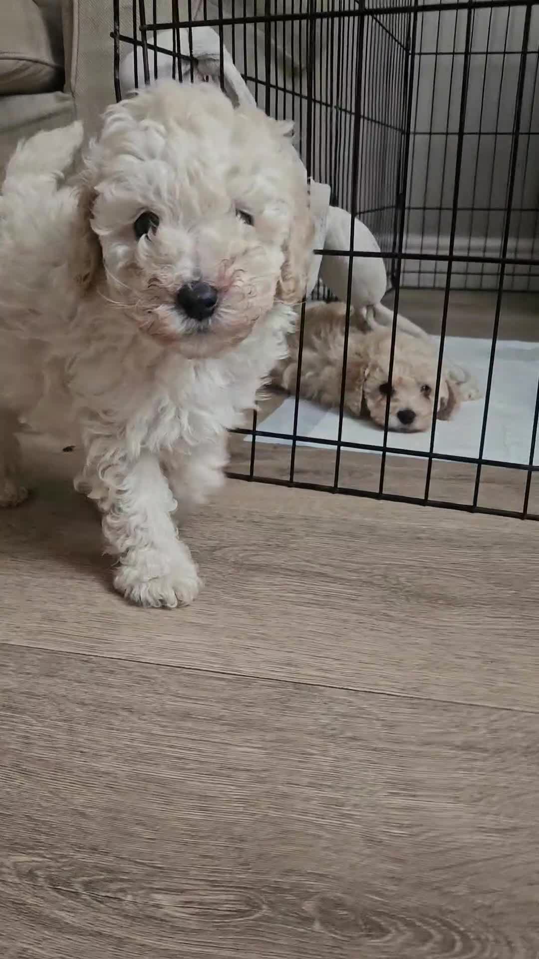 Toy Poodle dogs for sale: Toy poodle puppies 🩷💙  - Video 1