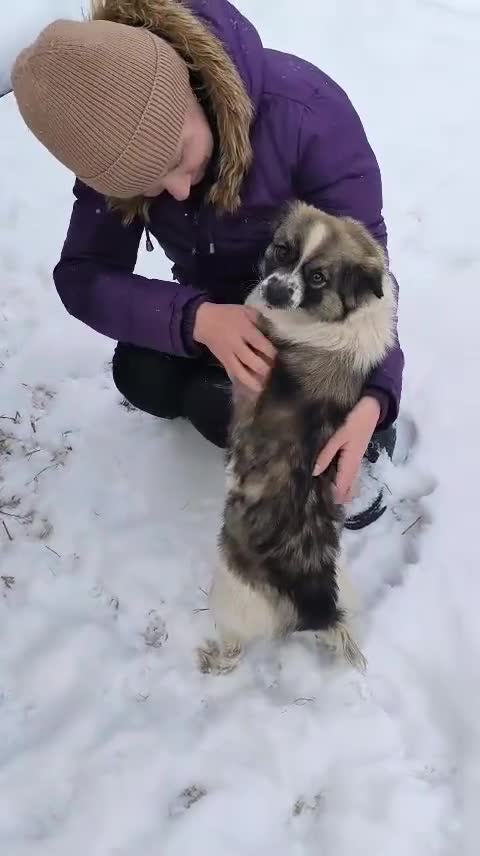 Mixed Breed dogs for adoption: ❤️🐶 RACHEL – A LITTLE ANGEL in Lichfield - Video 3