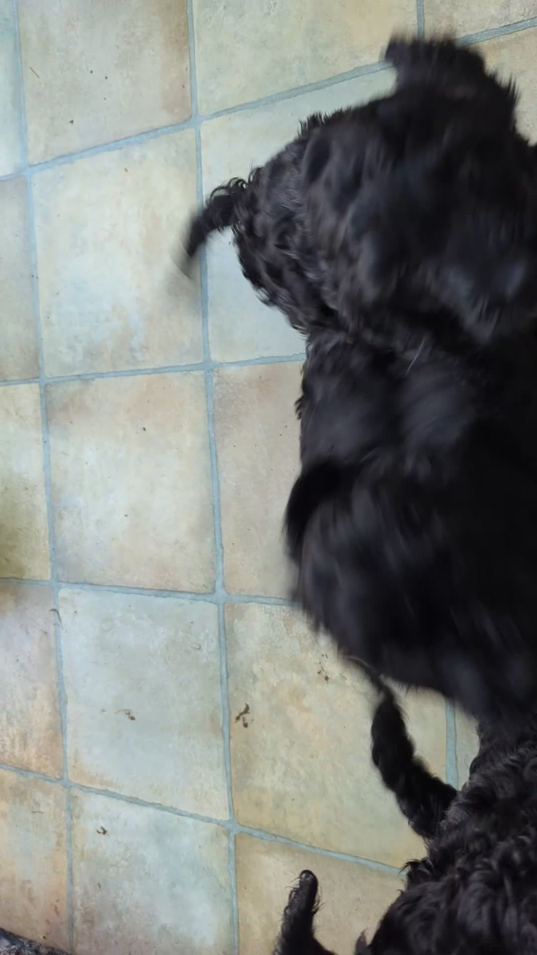 Cockapoo dogs for sale: F 1 show, cockapoo puppies.READY TO GO - Video 3