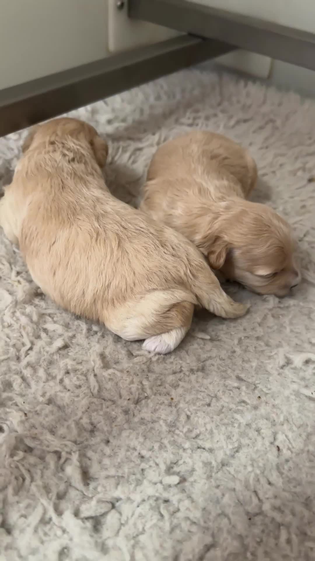 Maltipoo dogs for sale: Beautiful little girl available - Video 1