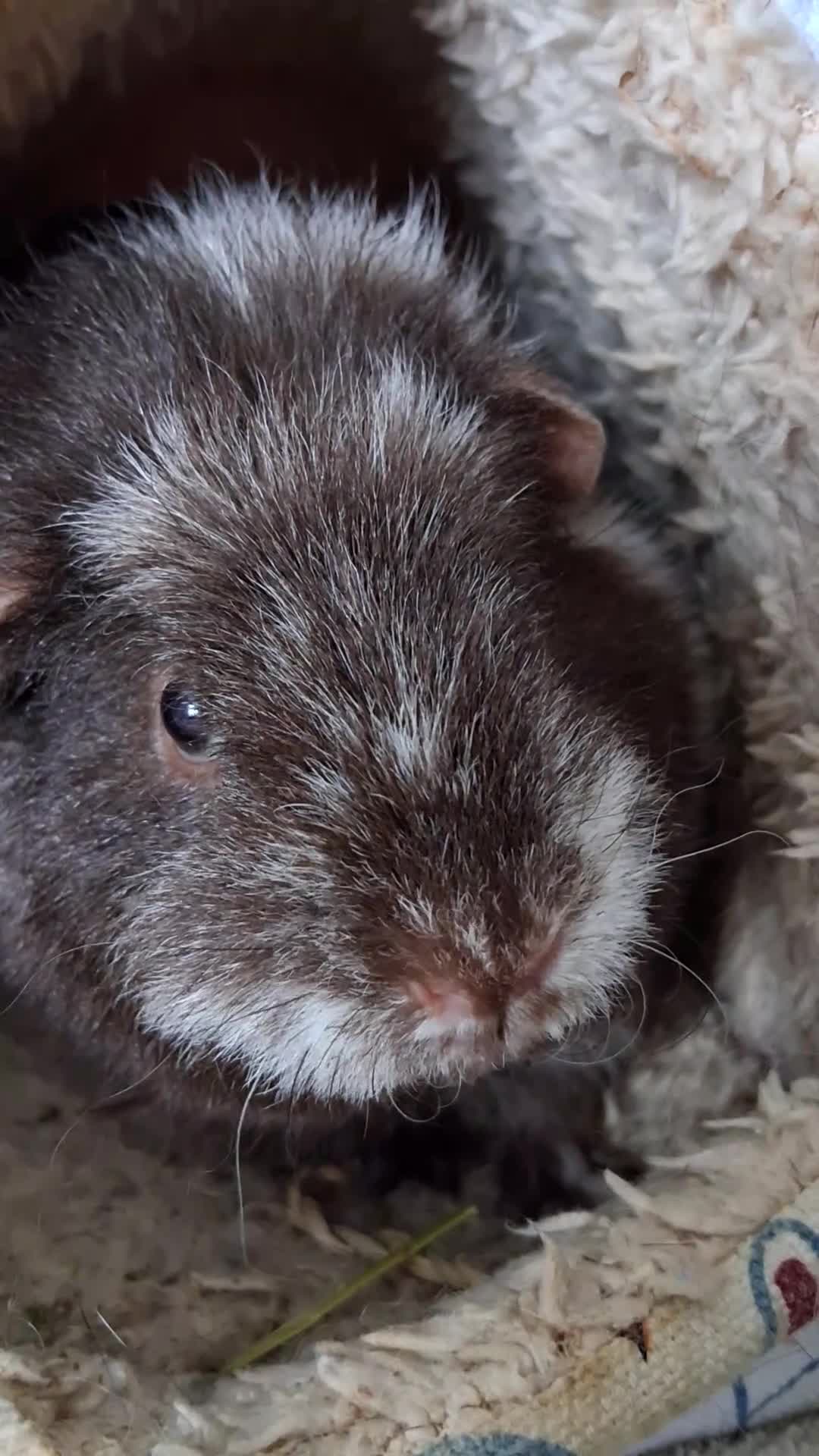 Guinea Pig rodents for sale: 2 Guinea pigs with cage  - Video 4