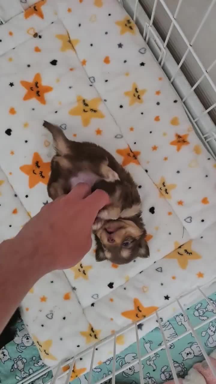 Chihuahua dogs for sale: 3 Adorable little princes chihuahua puppies - Video 3