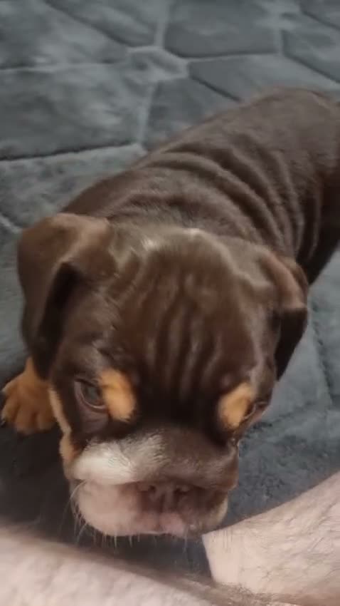 English Bulldog dogs for sale: English bull dogs - Video 1