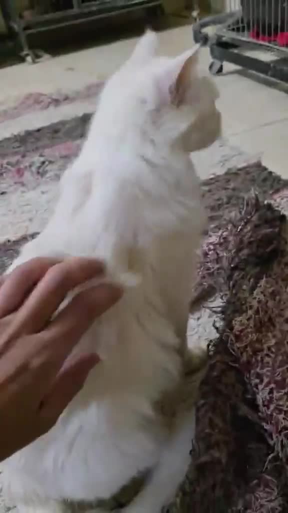 Mixed Breed cats for adoption: Cuddly and cute Crystal  - Video 1