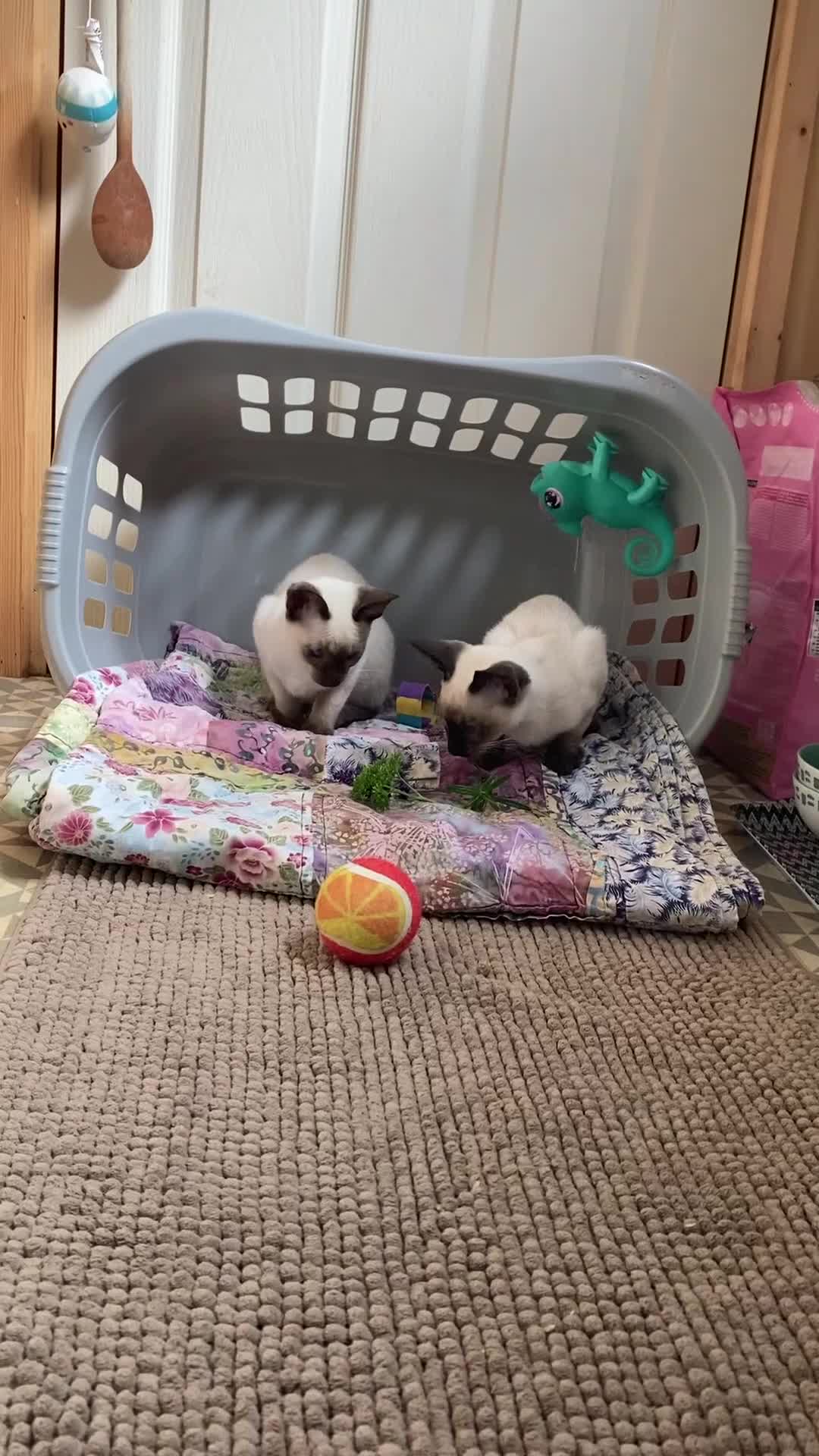 Siamese cats for sale: Siamese kittens - Video 1