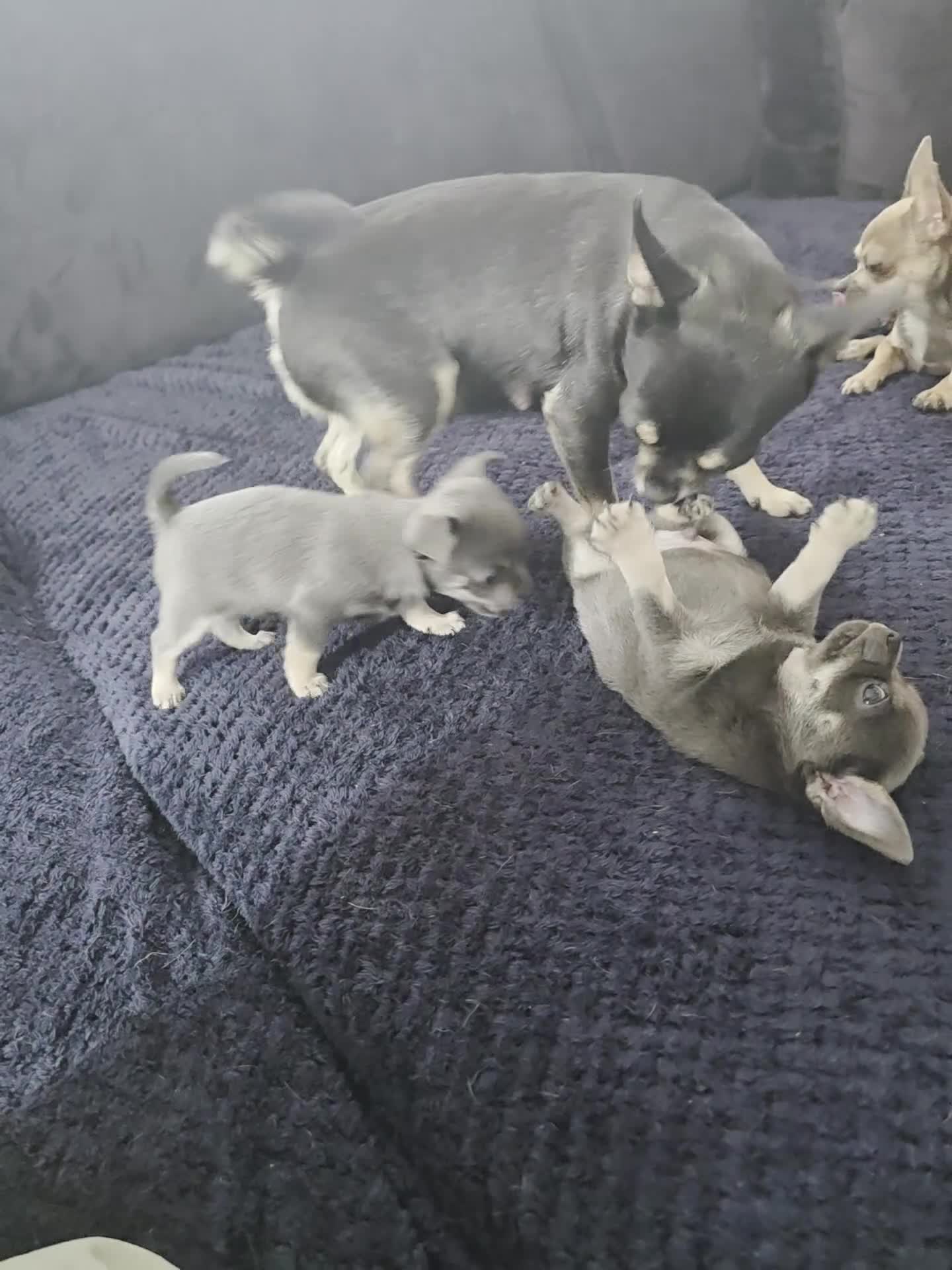 Chihuahua dogs for sale: 2 gorgeous blue & tan chihuahuas  - Video 3