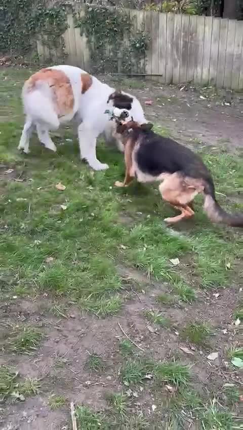 Saint Bernard dogs for sale: Saint burnard for sale  - Video 1