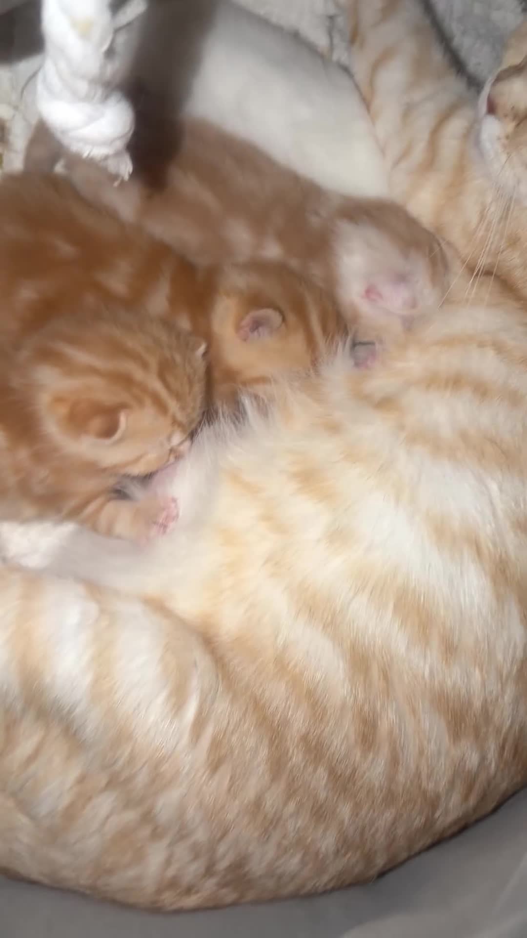 Scottish Fold cats for sale: Scottish fold  in London - Video 1