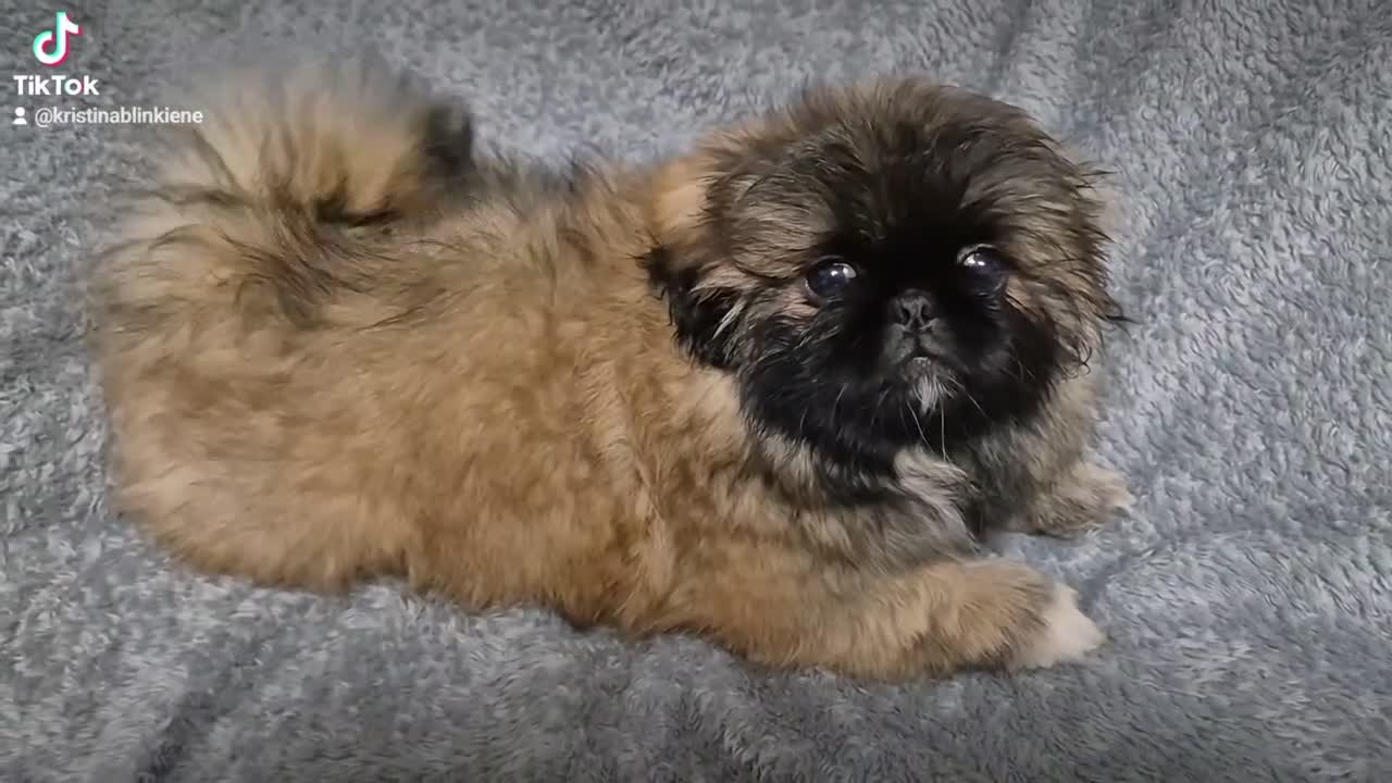 Pekingese dogs for sale: 🥰🥰🥰🥰🥰 - Video 1