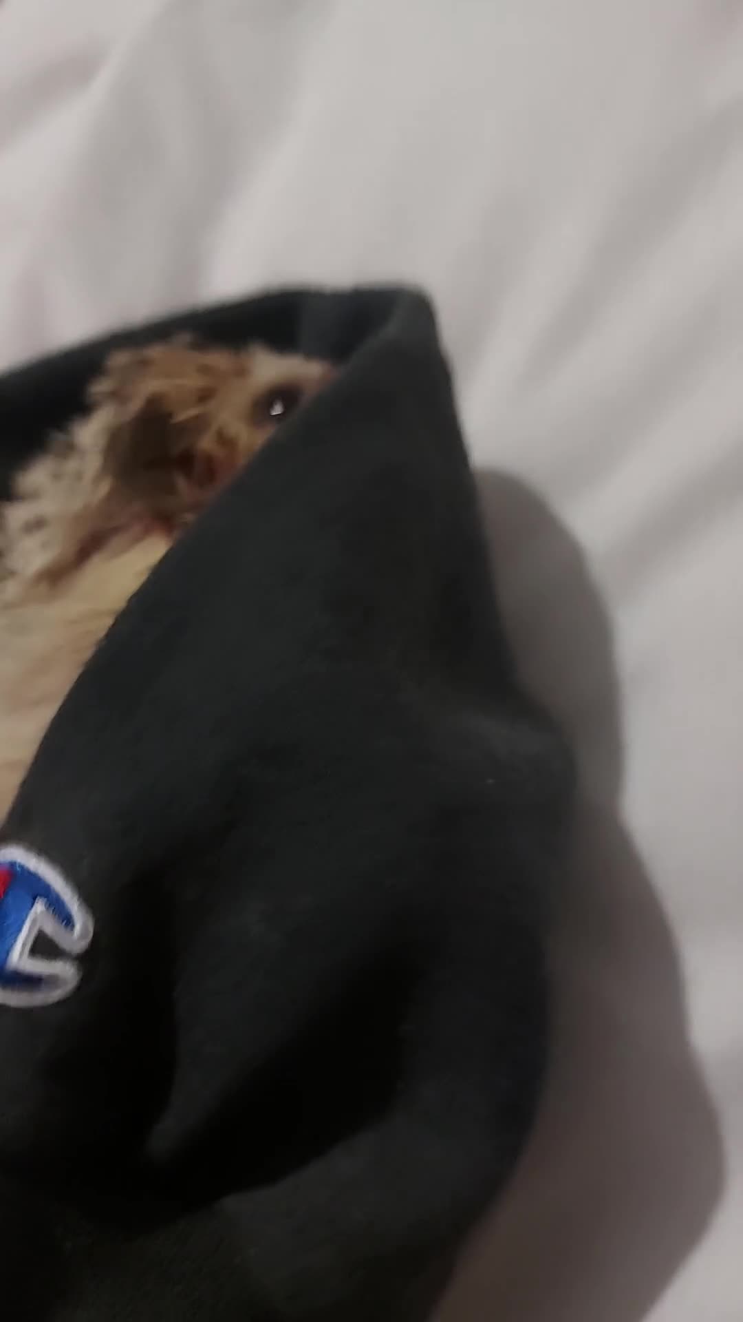 Pygmy Hedgehog rodents for sale: African Pygamy Hedgehog  - Video 1