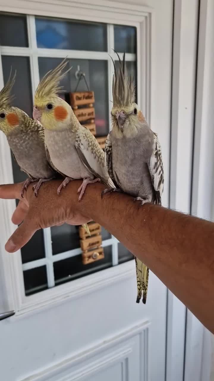 Cockatiels birds for sale: Super hand tamed baby cockatiels  - Video 1