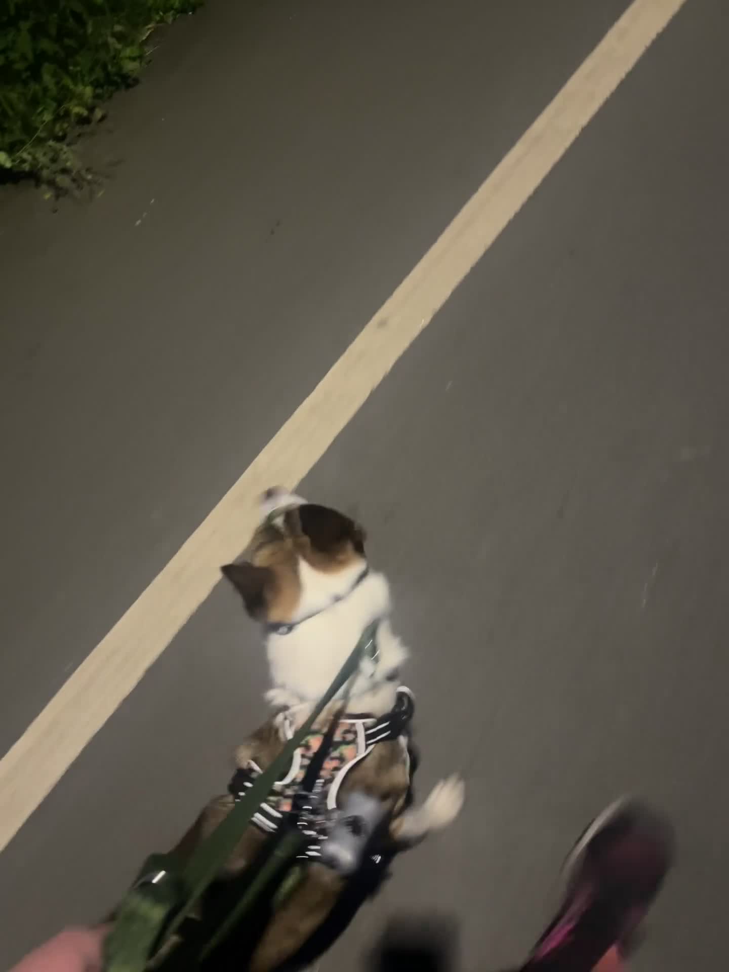 Mixed Breed dogs for sale: Beautiful Mixed breed female  - Video 4