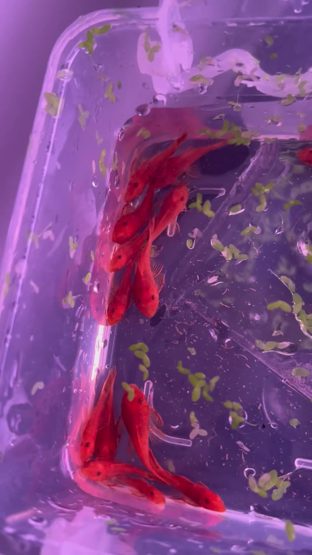 Plecos fish for sale: Super red & honeycomb bristlenose pleco - Video 2