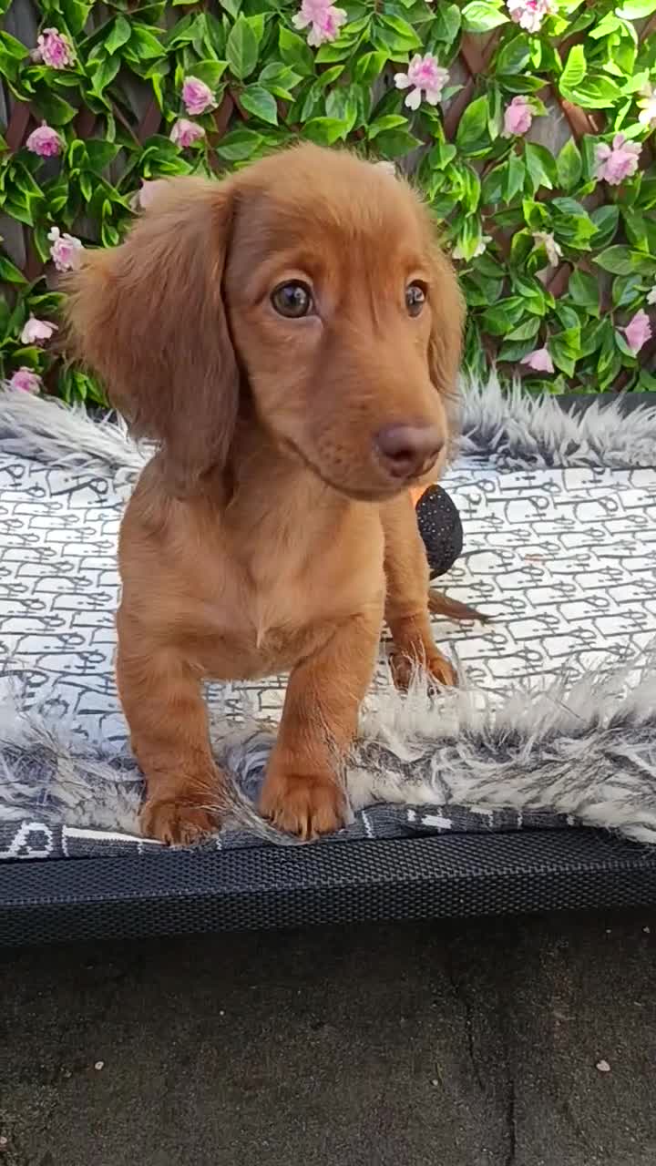 Dachshund dogs for sale: FULLY VAX  MINI DAXIS PRA KC REG  - Video 1