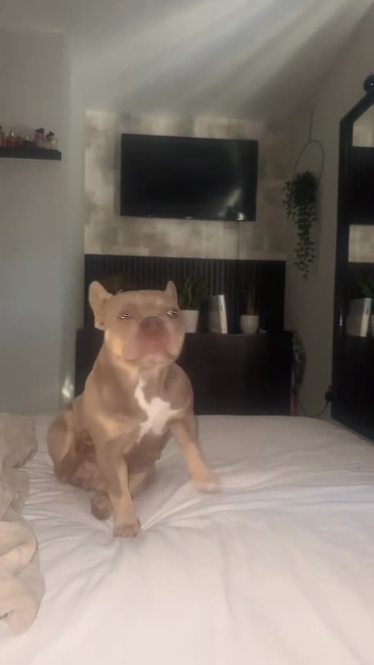 French Bulldog dogs for sale: French bulldog puppies for sale 💥‼️ - Video 4