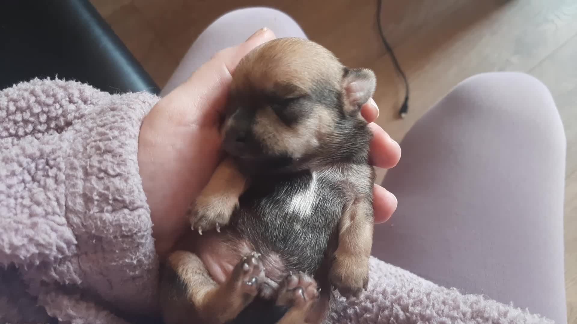 Chihuahua dogs for sale: Chihuahua  - Video 3