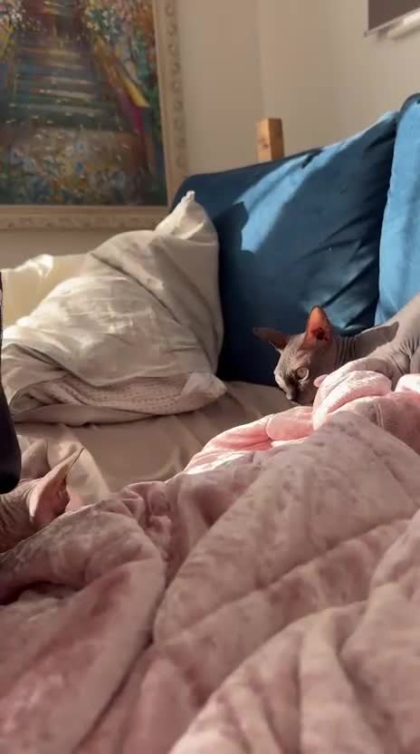 Sphynx cats for sale: Sweet Cream Sphynx Kitten looking for a family - Video 1