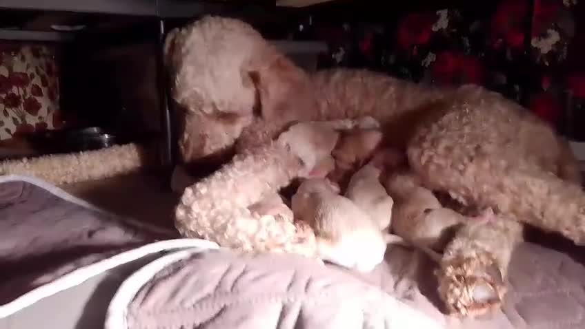 Goldendoodle dogs for sale: Goldendoodle puppies - Video 2