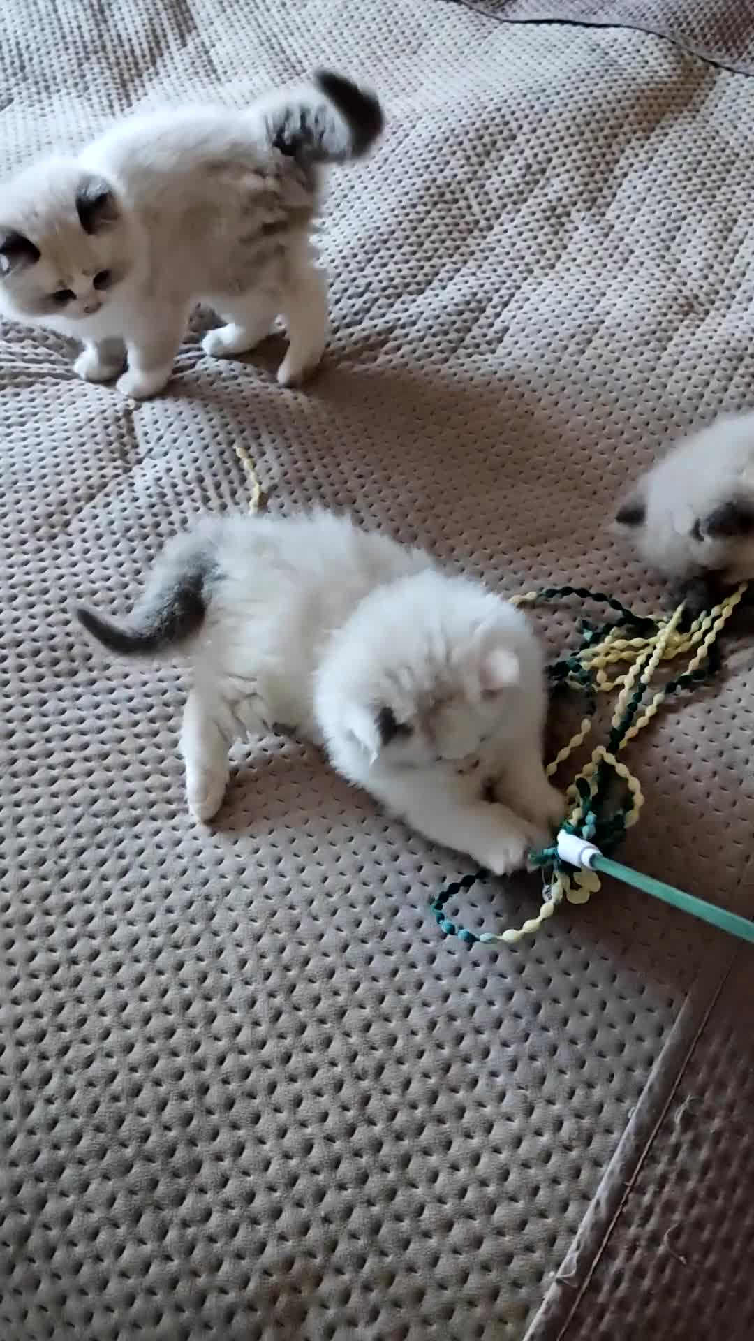 Ragdoll cats for sale: GCCF REGISTER KITTENS  - Video 3