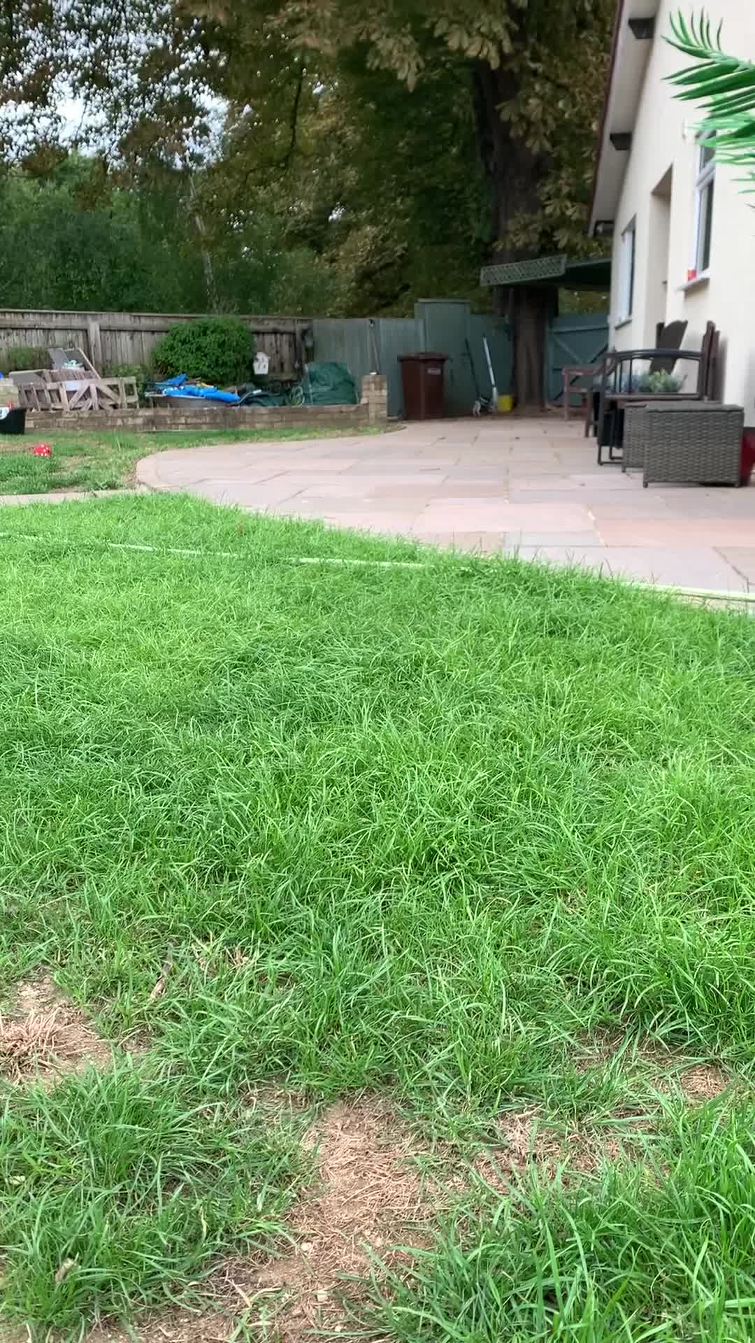 Whippet dogs for sale: Beautiful K.C Registered Whippet pups for sale  - Video 1