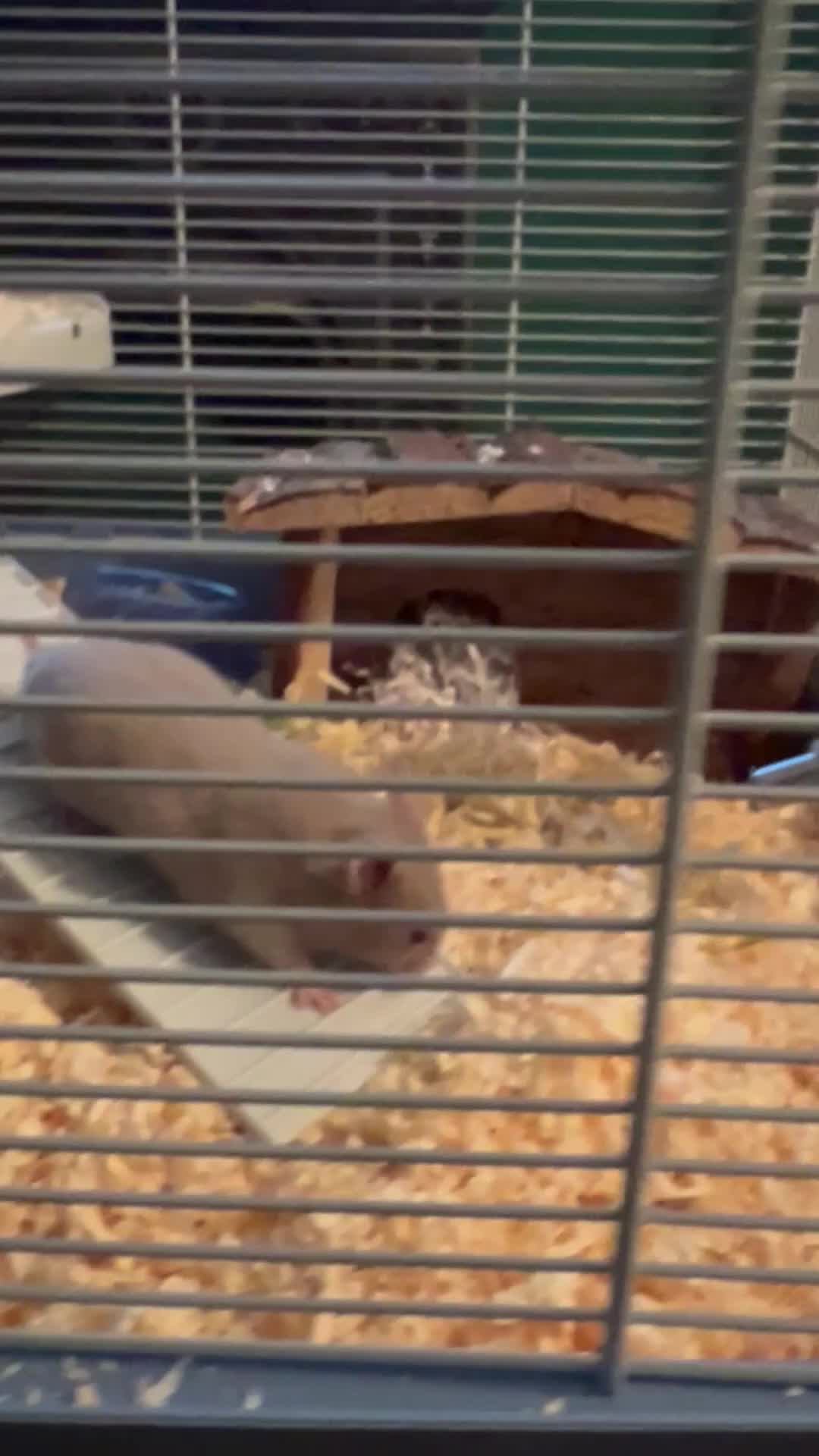 Hamster rodents for sale: Syrian hamster with full set up - Video 1