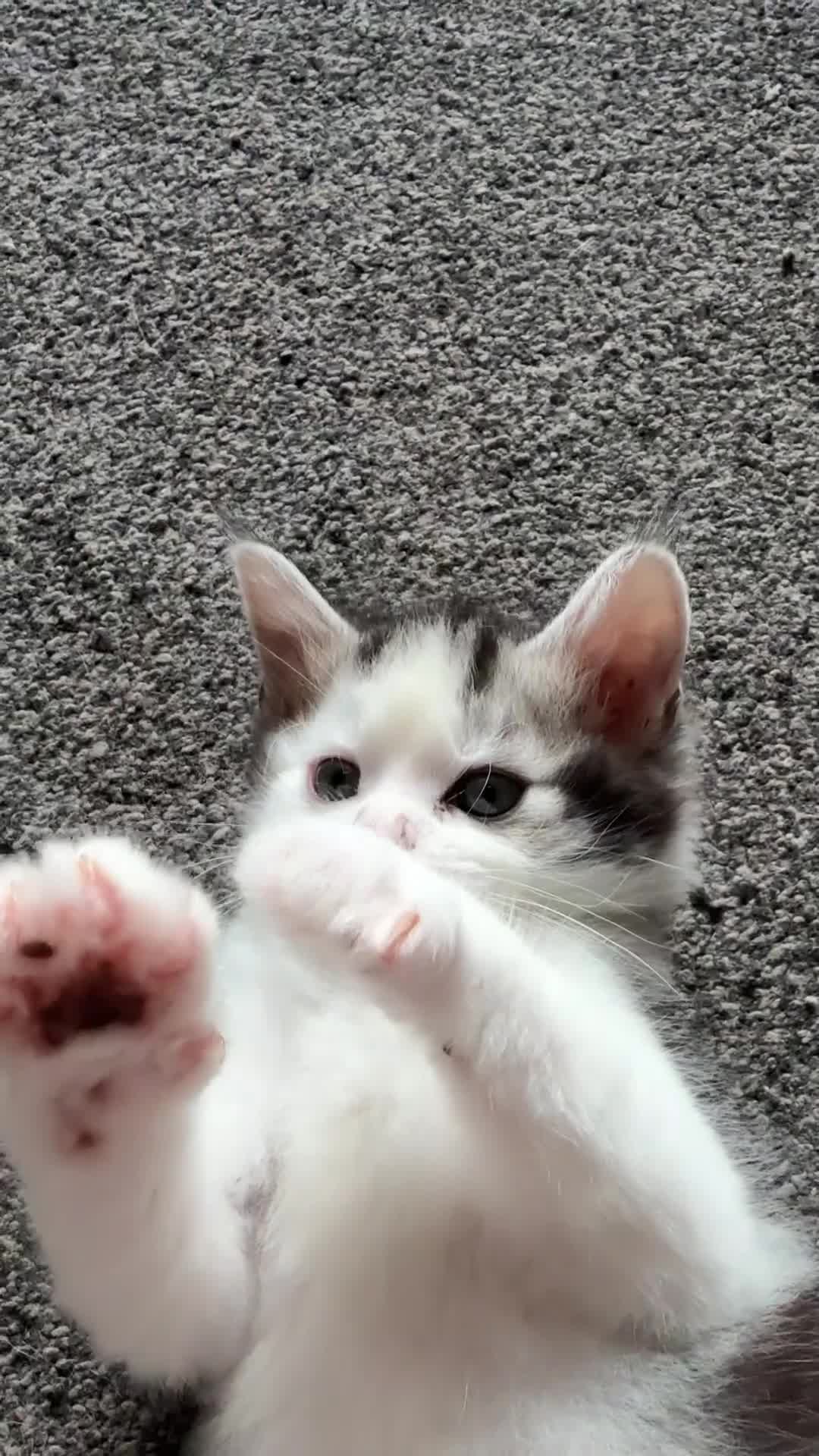Maine Coon cats for sale: 3/4 Maine Coon Kittens in Gaerwen - Video 1
