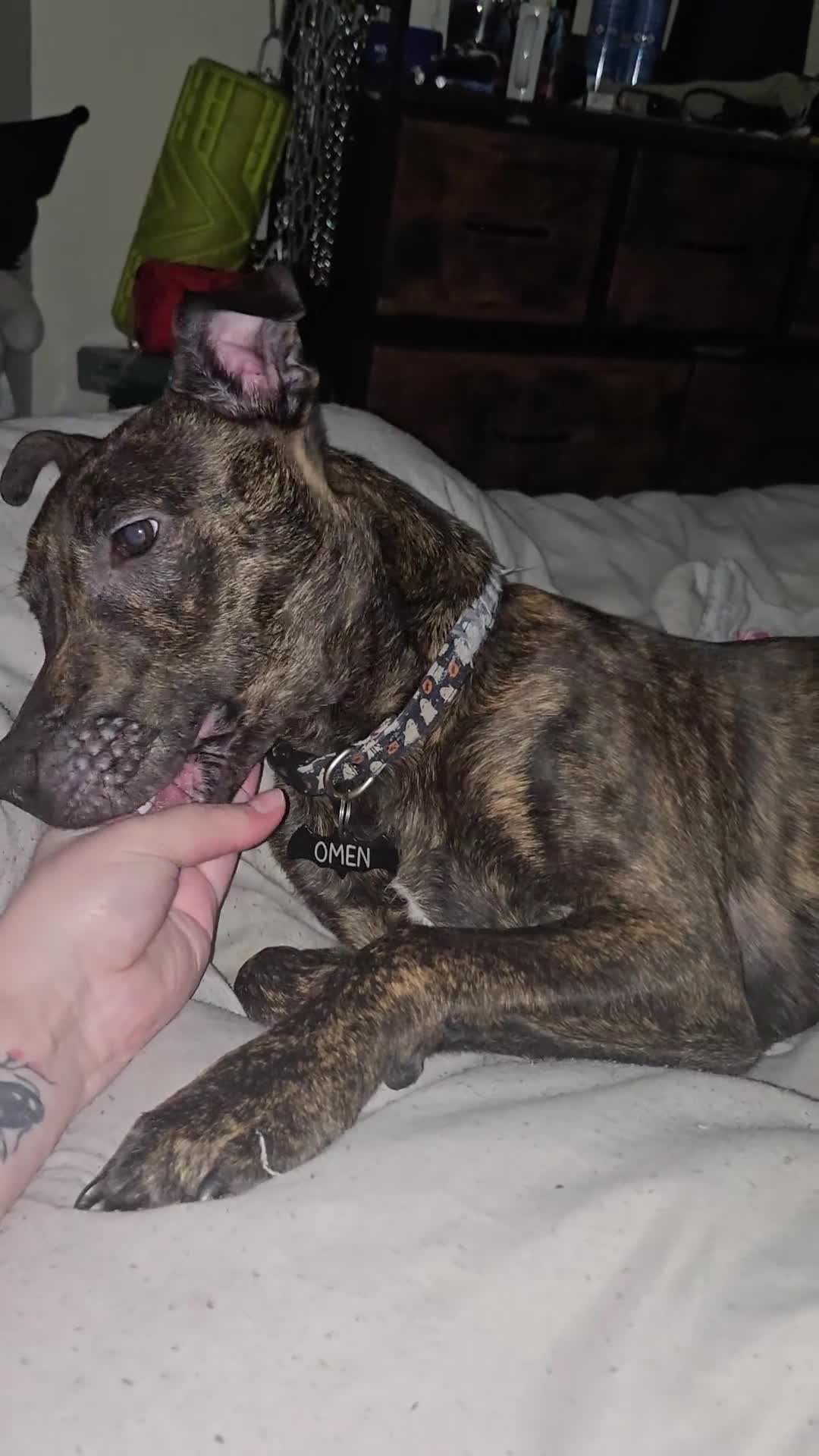 Mixed Breed dogs for sale: Loveable bully needs rehoming in Stoke-on-Trent - Video 1