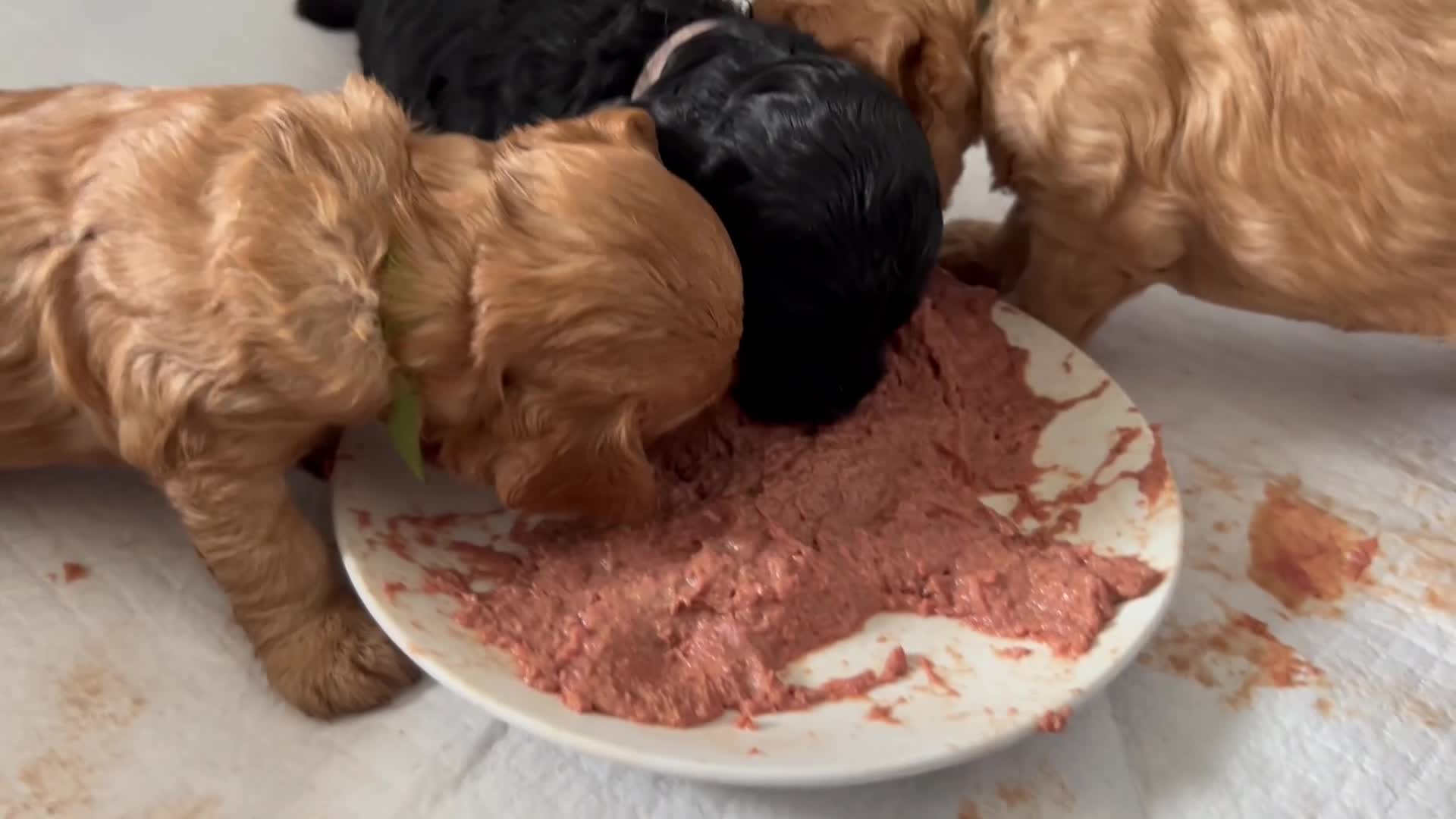 Cavapoo dogs for sale:  280 ALL CLEAR Extensively Health tested 🩷💙🐾 - Video 1