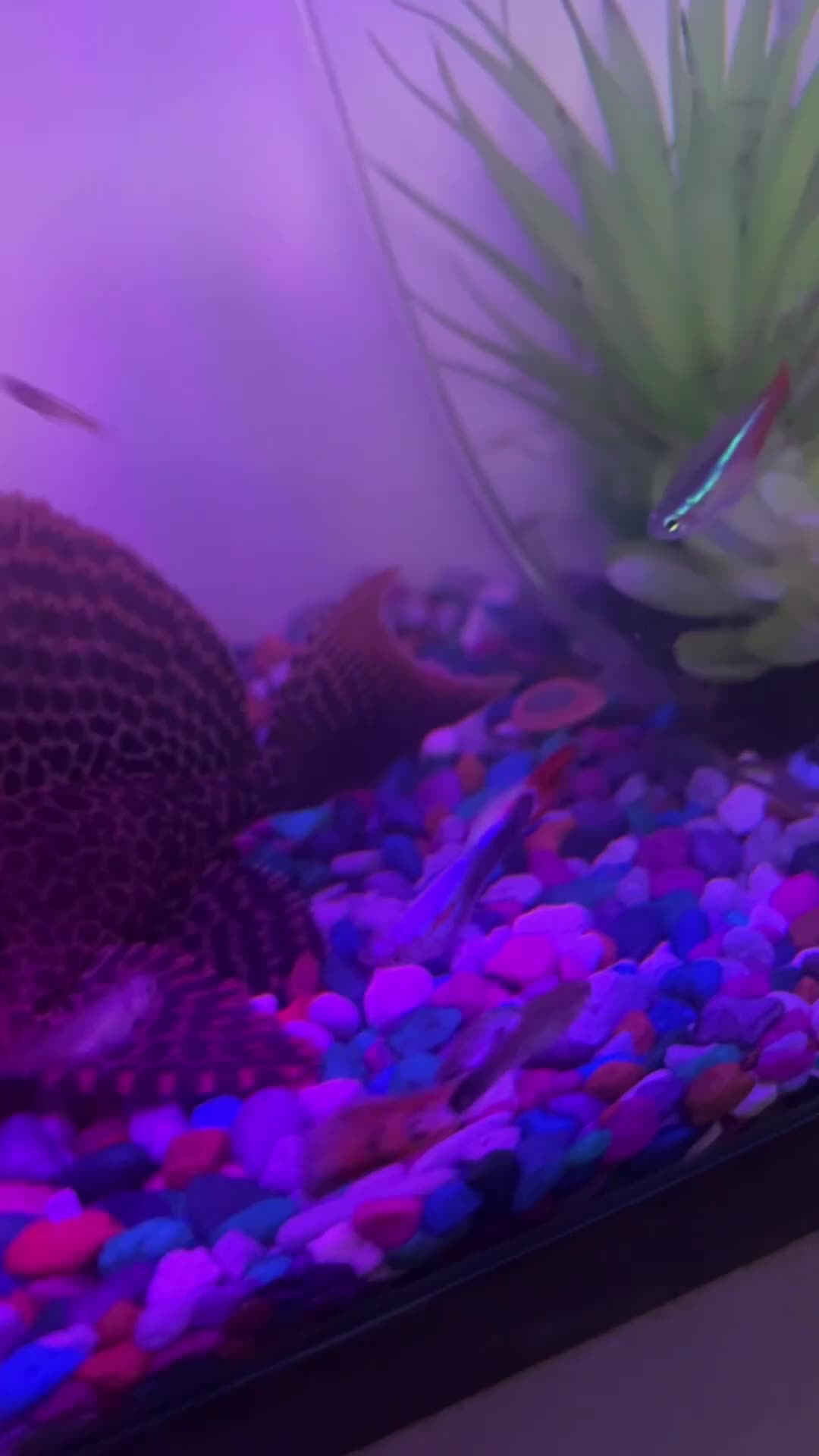 Plecos fish for sale: Large pleco 14cm  - Video 1