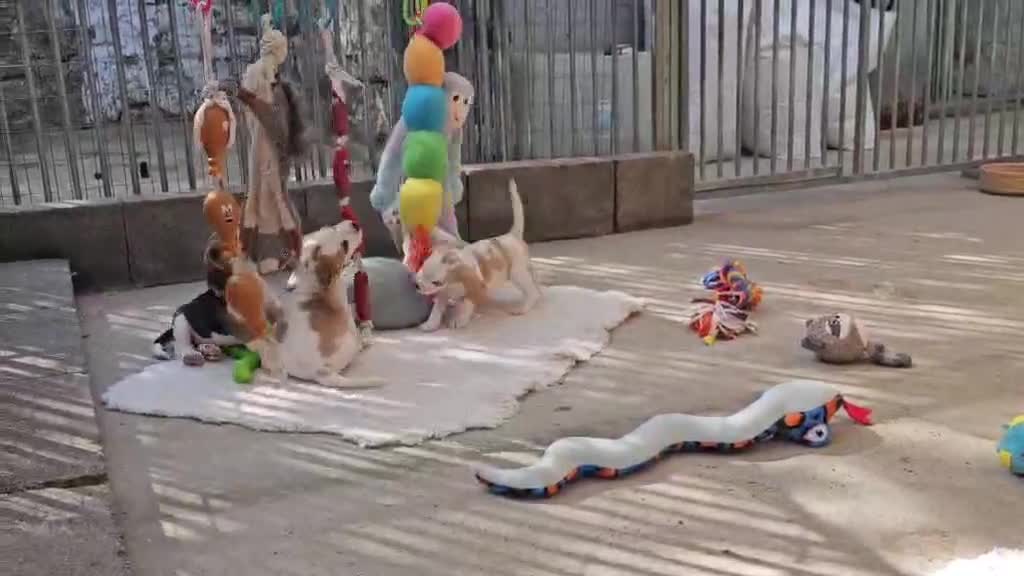 Beagle dogs for sale: Stunning KC Registered Beagle Pups- Ready 24.08.26 in Thirsk - Video 1