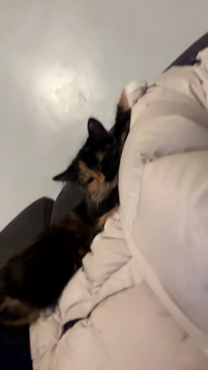 Mixed Breed cats for sale: Adult cat for sale  - Video 2