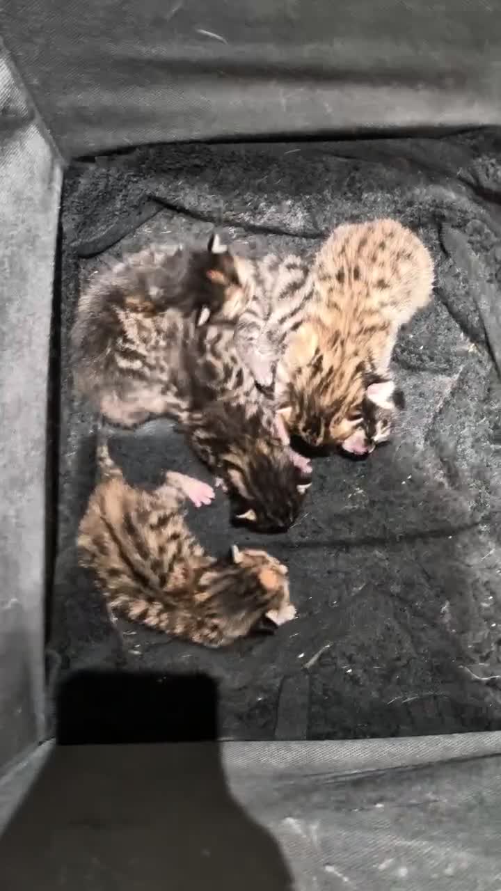 Bengal cats for sale: Bengal Kittens in Liverpool - Video 3