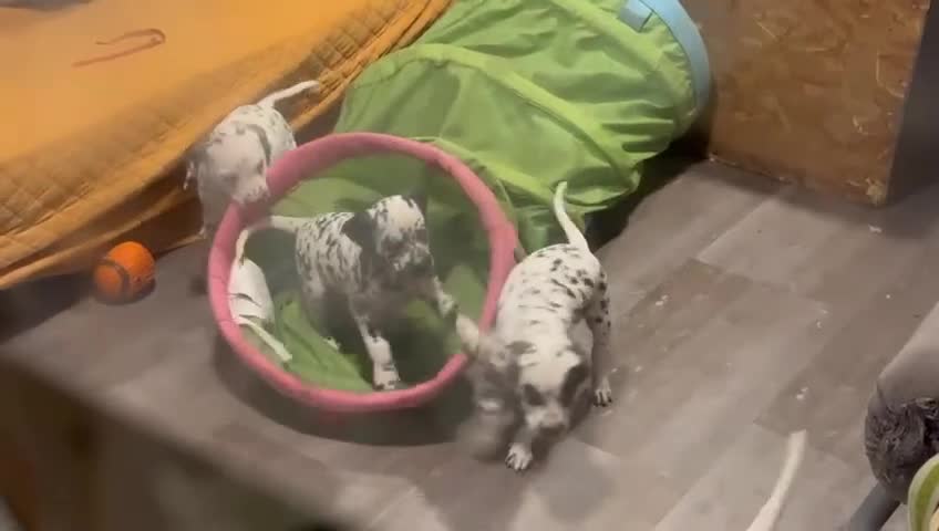 Dalmatian dogs for sale: KC Reg Dalmatian Puppies Black & Liver Ready Now - Video 5