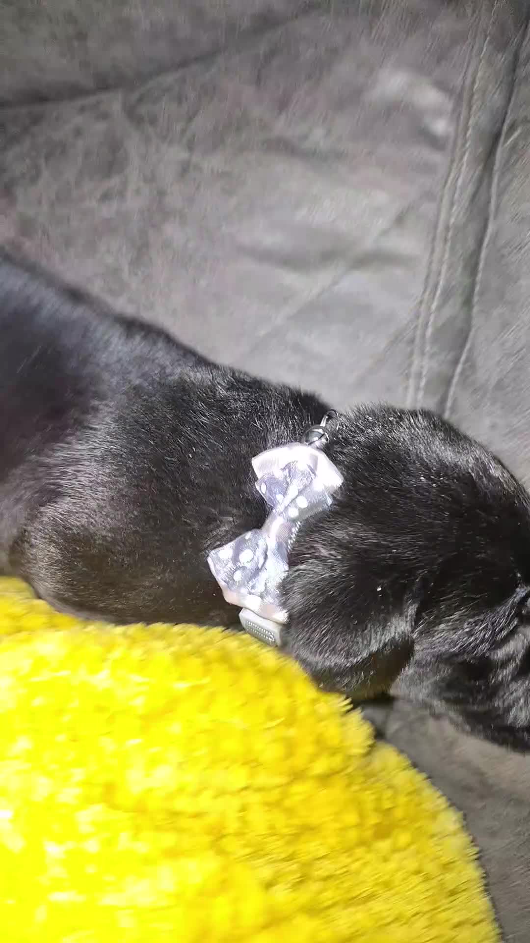 Labrador Retriever dogs for sale: Chunky labrador puppies  - Video 1