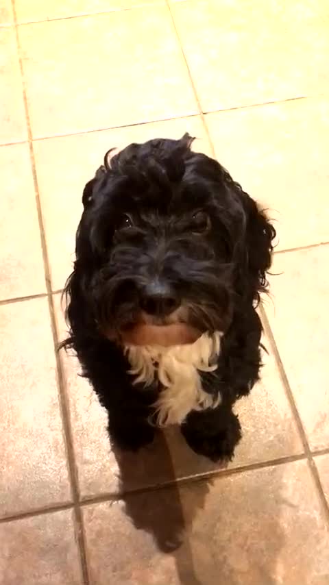 Mixed Breed dogs for sale: Alex 8 year old Cockapoo  - Video 1
