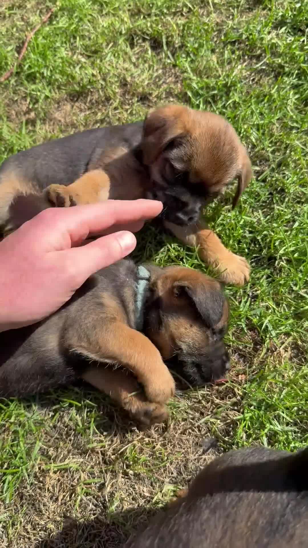 Border Terrier dogs for sale: Border terrier puppies  - Video 2