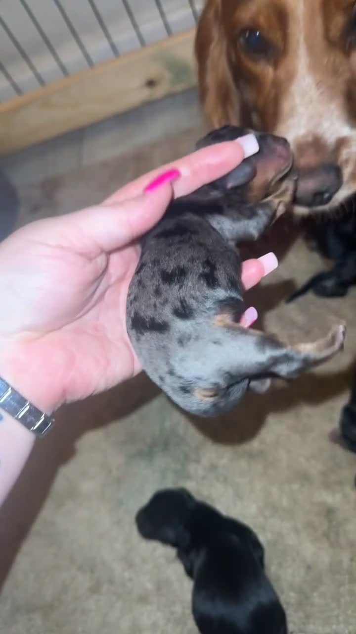 Mixed Breed dogs for sale: 10 docker puppies for sale in Bishop Auckland - Video 1