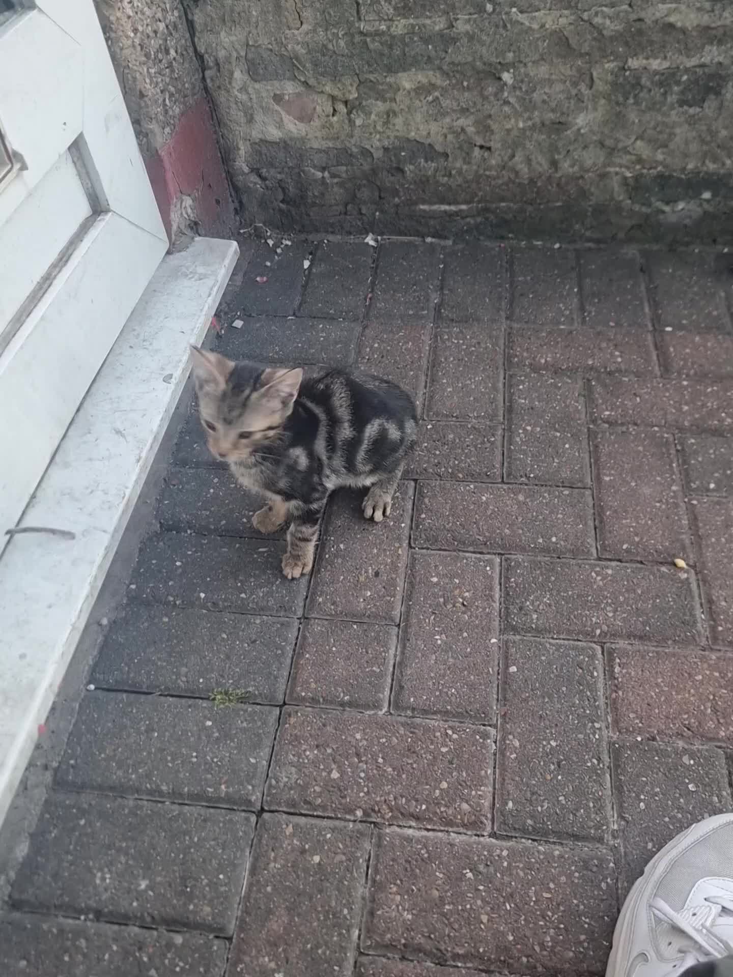 Domestic Shorthair cats for sale: Lovely Shorthair Kitties 😻 Ready for a collection - Video 2